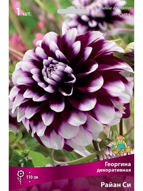 Георгина декоративная Райан Си Разбор I, 1 шт.