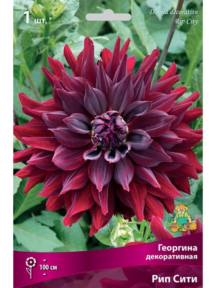 Георгина декоративная Рип Сити Разбор I, 1 шт.