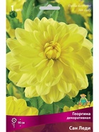 Георгина декоративная Сан Леди Разбор I, 1 шт.  (артикул 10995956)  большой выбор товаров оптом и в розницу по низким ценам с доставкой