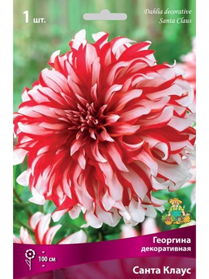 Георгина декоративная Санта Клаус Разбор I, 1 шт.
