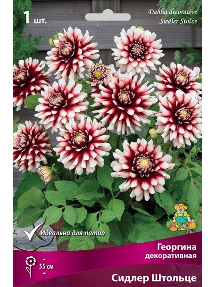 Георгина декоративная «Сидлер Штольце», Разбор I, 1 шт. - Фото 1