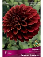 Георгина декоративная Синиорс Даркнесс Разбор I, 1 шт.  (артикул 10995959)  большой выбор товаров оптом и в розницу по низким ценам с доставкой