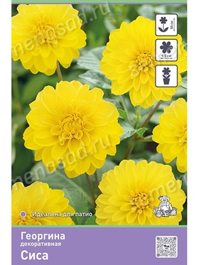 Георгина декоративная Сиса Разбор I, 1 шт.