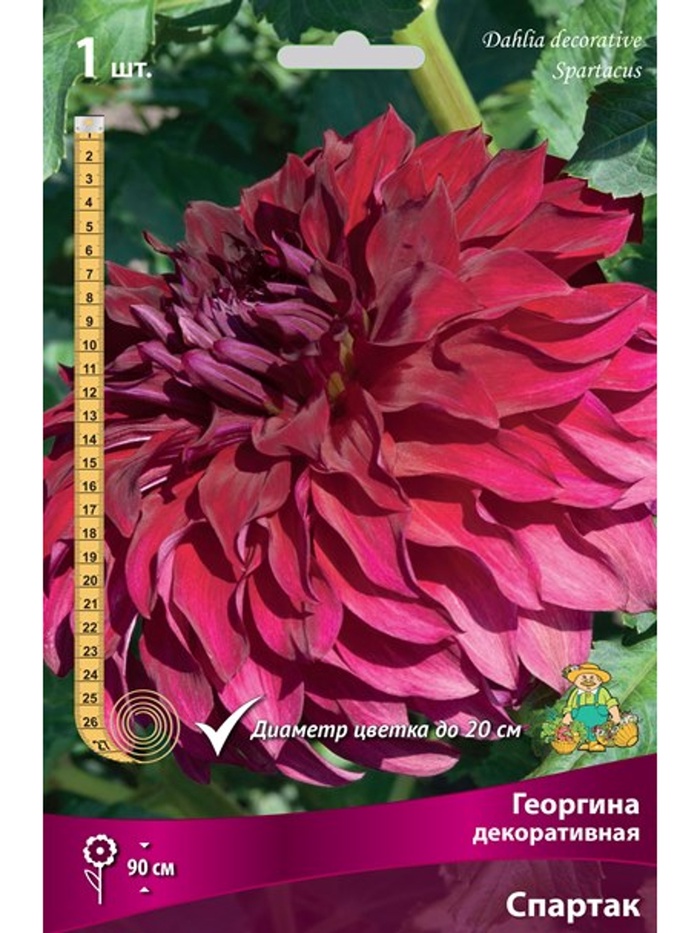 Георгина декоративная Спартак Разбор I, 1 шт.