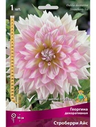 Георгина декоративная Строберри Айс Разбор I, 1 шт.  (артикул 10995963)  большой выбор товаров оптом и в розницу по низким ценам с доставкой