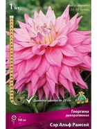 Георгина декоративная Сэр Альф Рамсей Разбор I, 1 шт.  (артикул 10995964)  большой выбор товаров оптом и в розницу по низким ценам с доставкой