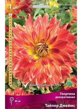 Георгина декоративная Тайлер Джеймс Разбор , шт.