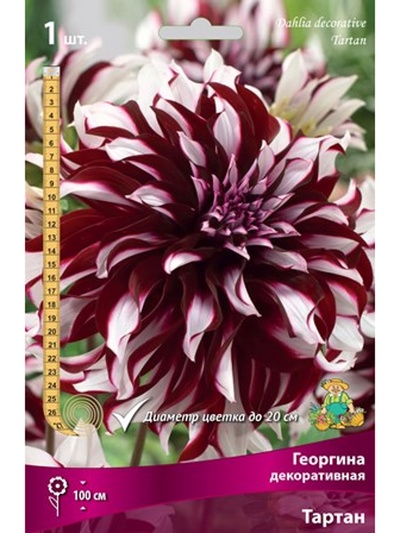 Георгина декоративная «Тартан», Разбор I, 1 шт.