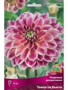 Георгина декоративная Темпл ов Бьюти Разбор I, 1 шт.  (артикул 10995967)  большой выбор товаров оптом и в розницу по низким ценам с доставкой