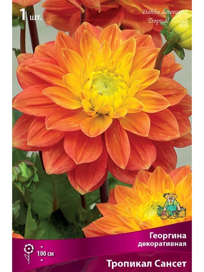 Георгина декоративная Тропикал Сансет Разбор I, 1 шт. - Фото 1