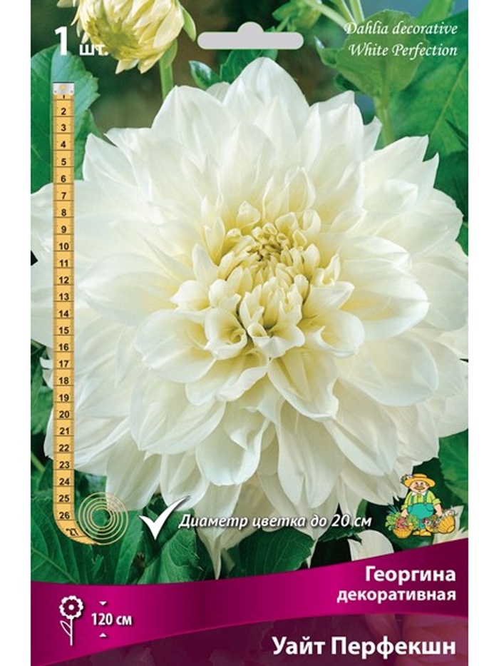 Георгина декоративная Уайт Перфекшн Разбор I, 1 шт. - Фото 1
