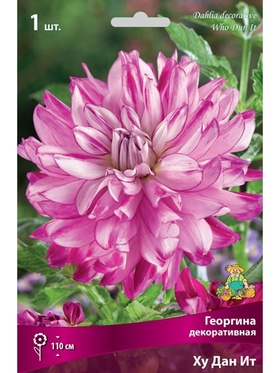 Георгина декоративная Ху Дан Ит Разбор I, 1 шт.