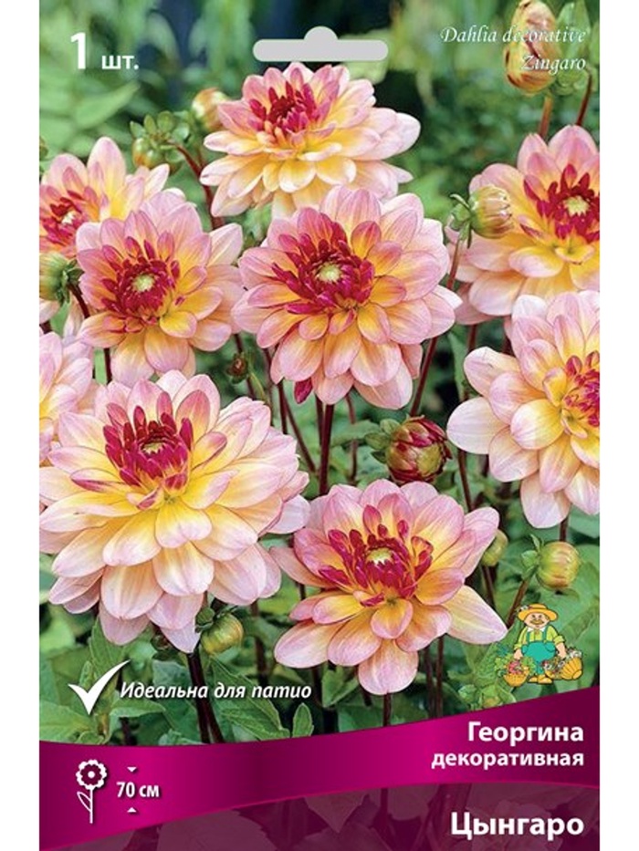 Георгина декоративная Цынгаро Разбор I, 1 шт.