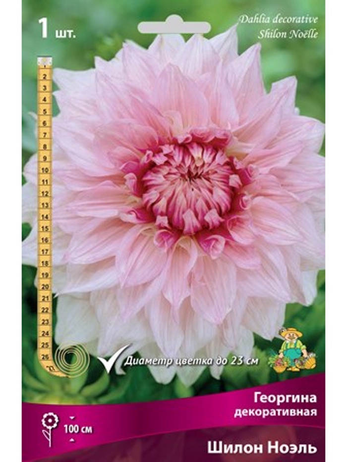 Георгина декоративная Шилон Ноэль Разбор I, 1 шт.