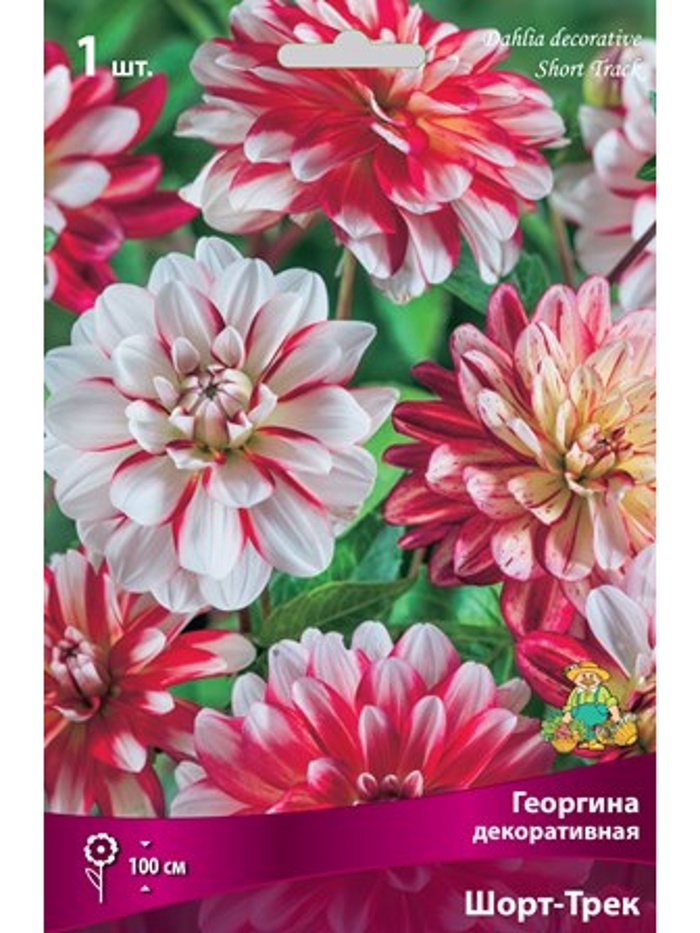 Георгина декоративная Шорт-Трек Разбор I, 1 шт.