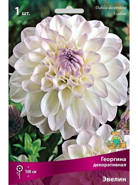 Георгина декоративная Эвелин Разбор I, 1 шт.