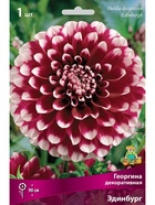 Георгина декоративная Эдинбург Разбор I, 1 шт.  (артикул 10995979)  большой выбор товаров оптом и в розницу по низким ценам с доставкой