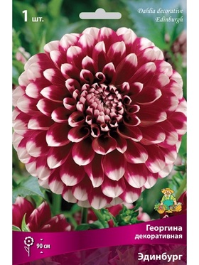 Георгина декоративная Эдинбург Разбор I, 1 шт.