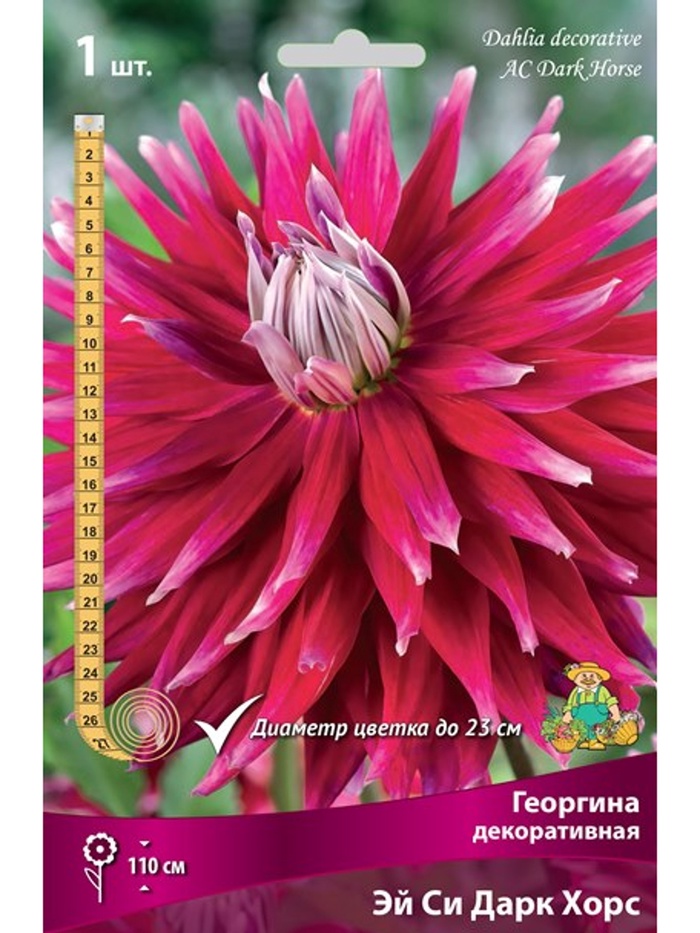 Георгина декоративная Эй Си Дарк Хорс Разбор I, 1 шт.