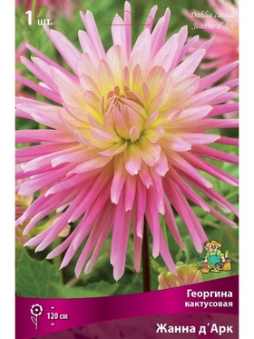 Георгина кактусовая Жанна д'Арк Разбор I, 1 шт.