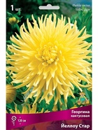 Георгина кактусовая Йеллоу Стар Разбор I, 1 шт.  (артикул 10995985)  большой выбор товаров оптом и в розницу по низким ценам с доставкой