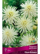 Георгина кактусовая Плая-Бланка Разбор I, 1 шт.  (артикул 10995986)  большой выбор товаров оптом и в розницу по низким ценам с доставкой