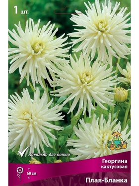 Георгина кактусовая Плая-Бланка Разбор I, 1 шт.
