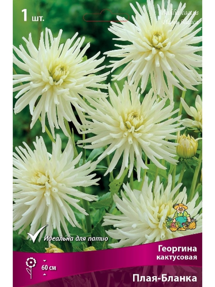 Георгина кактусовая Плая-Бланка Разбор I, 1 шт.