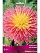Георгина кактусовая Фринджд Стар Разбор I, 1 шт.  (артикул 10995988)  большой выбор товаров оптом и в розницу по низким ценам с доставкой