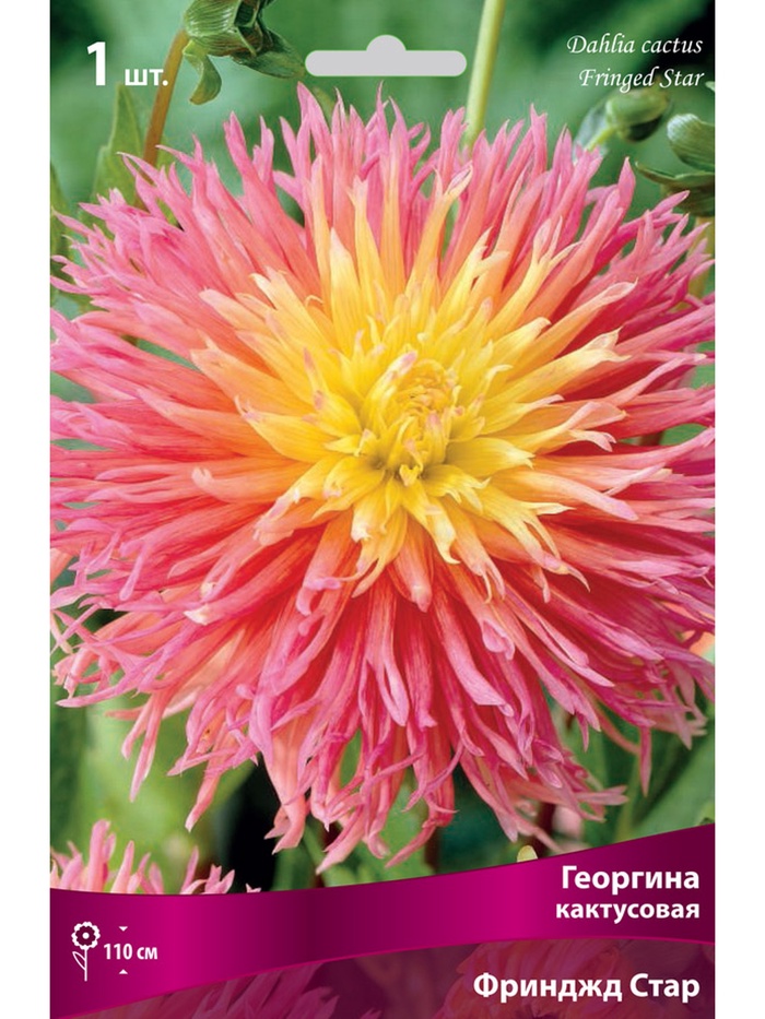 Георгина кактусовая Фринджд Стар Разбор I, 1 шт.