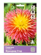 Георгина кактусовая Фринджд Стар Разбор I, 1 шт., Весна 2026, - Фото 2
