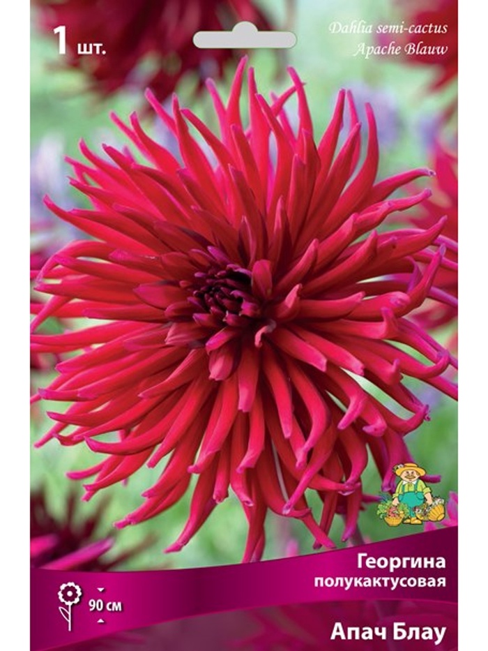 Георгина полукактусовая Апач Блау Разбор I, 1 шт., Весна 2026,