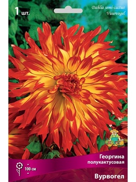 Георгина полукактусовая Вурвогел Разбор I, 1 шт.