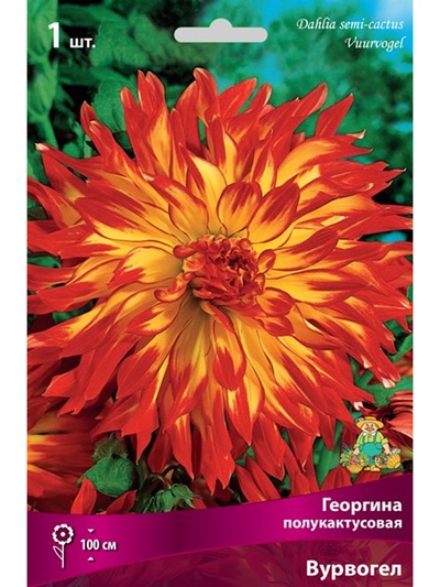 Георгина полукактусовая Вурвогел Разбор I, 1 шт.