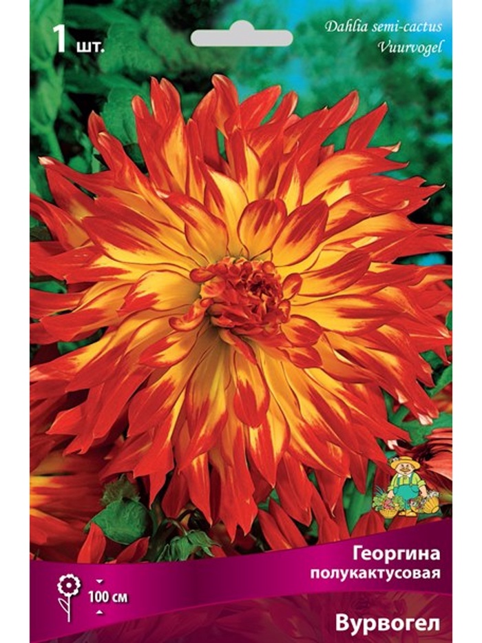 Георгина полукактусовая Вурвогел Разбор I, 1 шт.