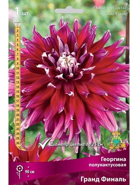 Георгина полукактусовая Гранд Финаль Разбор I, 1 шт.
