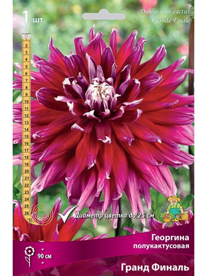 Георгина полукактусовая Гранд Финаль Разбор I, 1 шт., Весна 2026,