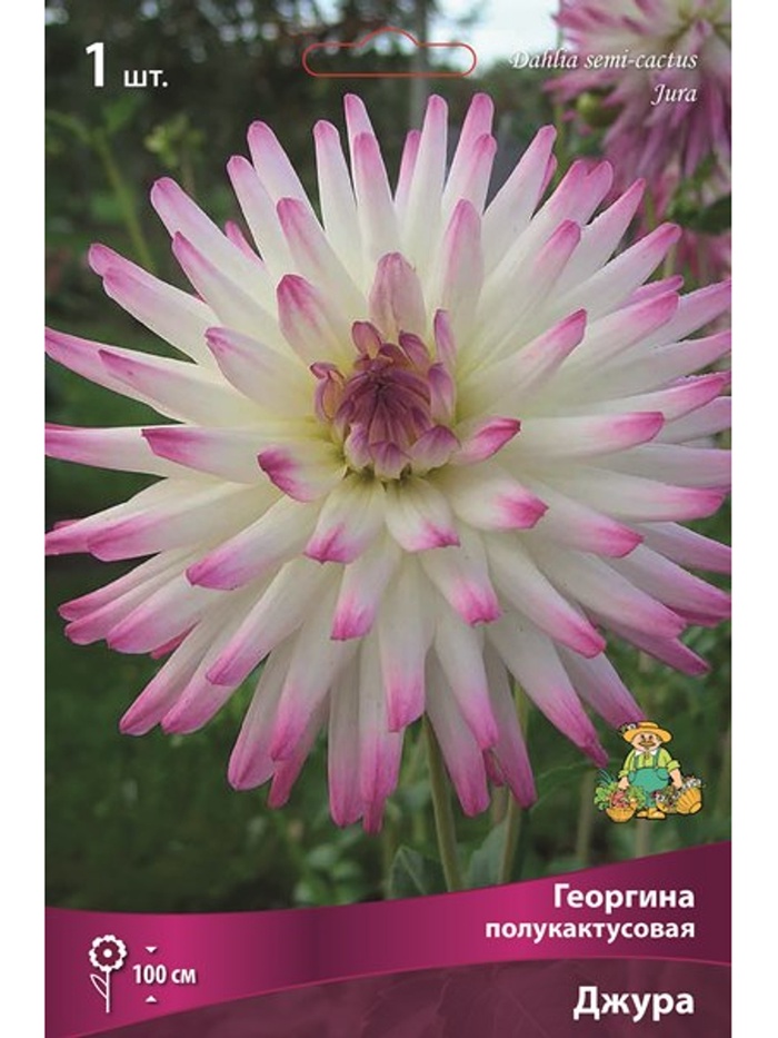 Георгина полукактусовая Джура Разбор I, 1 шт., Весна 2026,