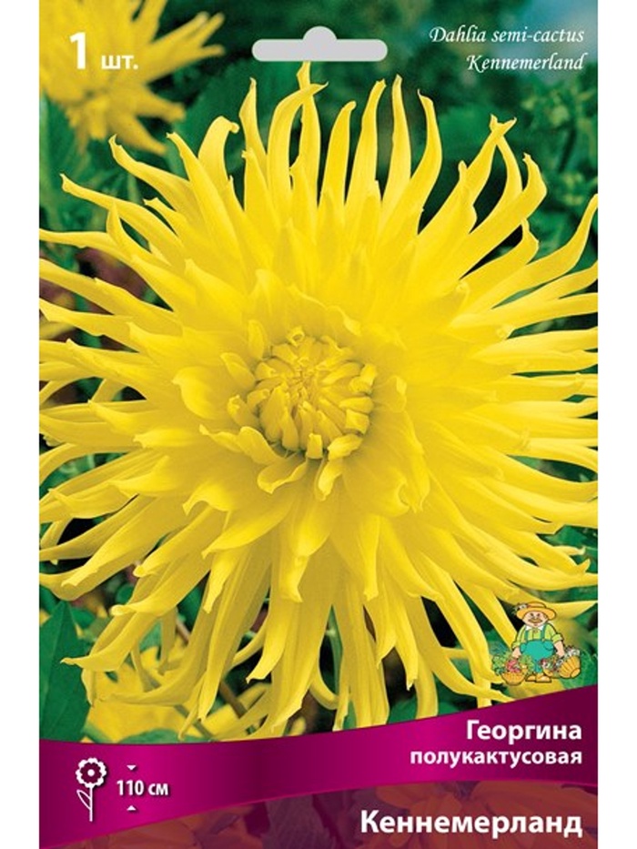 Георгина полукактусовая Кеннемерланд Разбор I, 1 шт., Весна 2026,