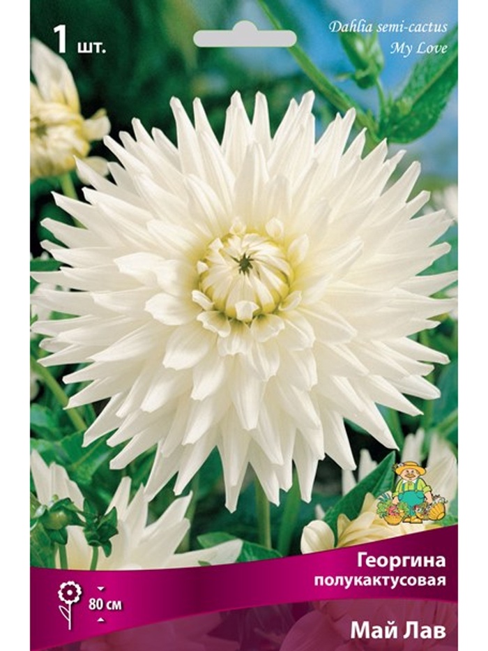 Георгина полукактусовая Май Лав Разбор I, 1 шт., Весна 2026,