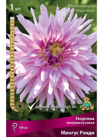 Георгина полукактусовая Мингус Рэнди Разбор I, 1 шт.