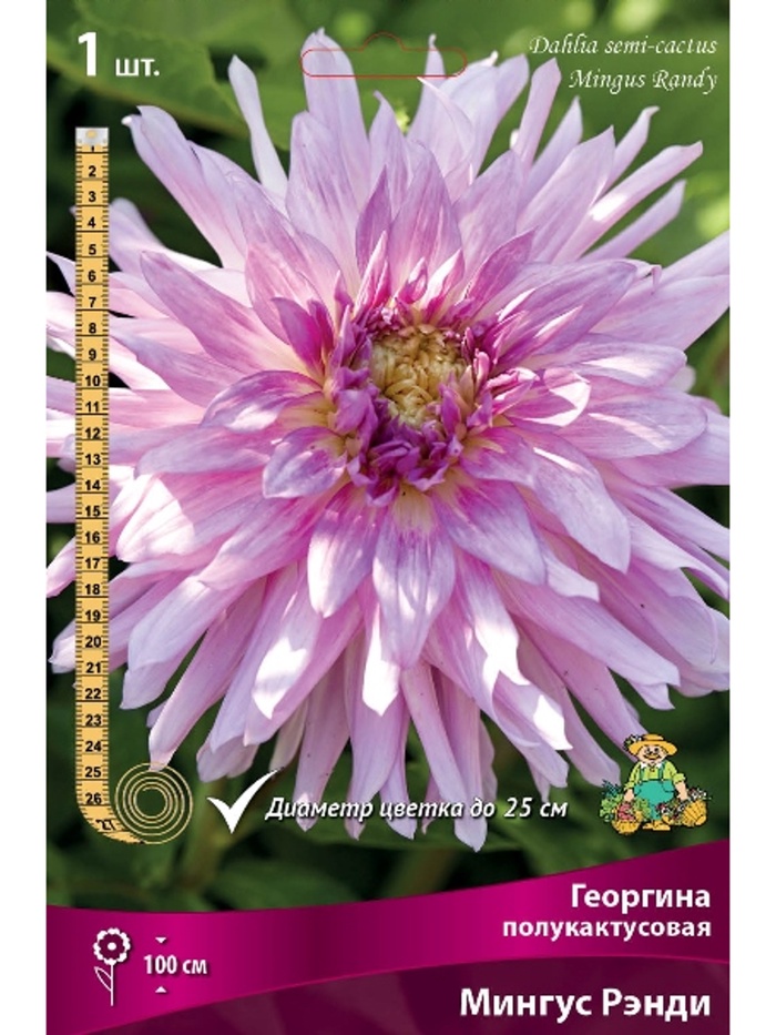 Георгина полукактусовая Мингус Рэнди Разбор I, 1 шт. - Фото 1