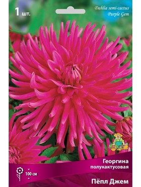 Георгина полукактусовая Пёпл Джем Разбор I, 1 шт.
