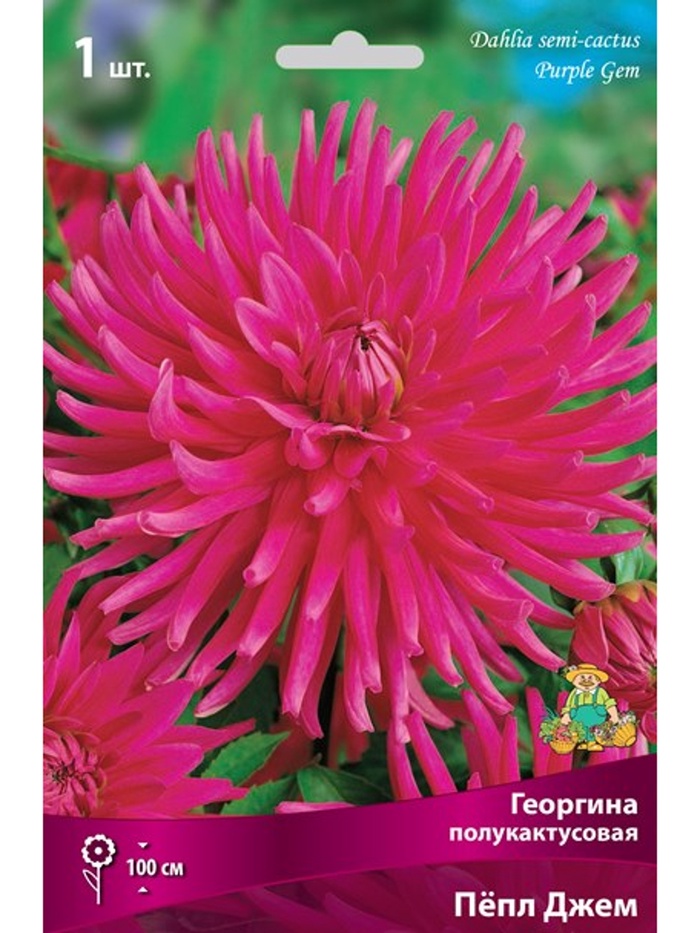 Георгина полукактусовая Пёпл Джем Разбор I, 1 шт.