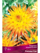 Георгина полукактусовая Райзинг Сан Разбор I, 1 шт.  (артикул 10995999)  большой выбор товаров оптом и в розницу по низким ценам с доставкой