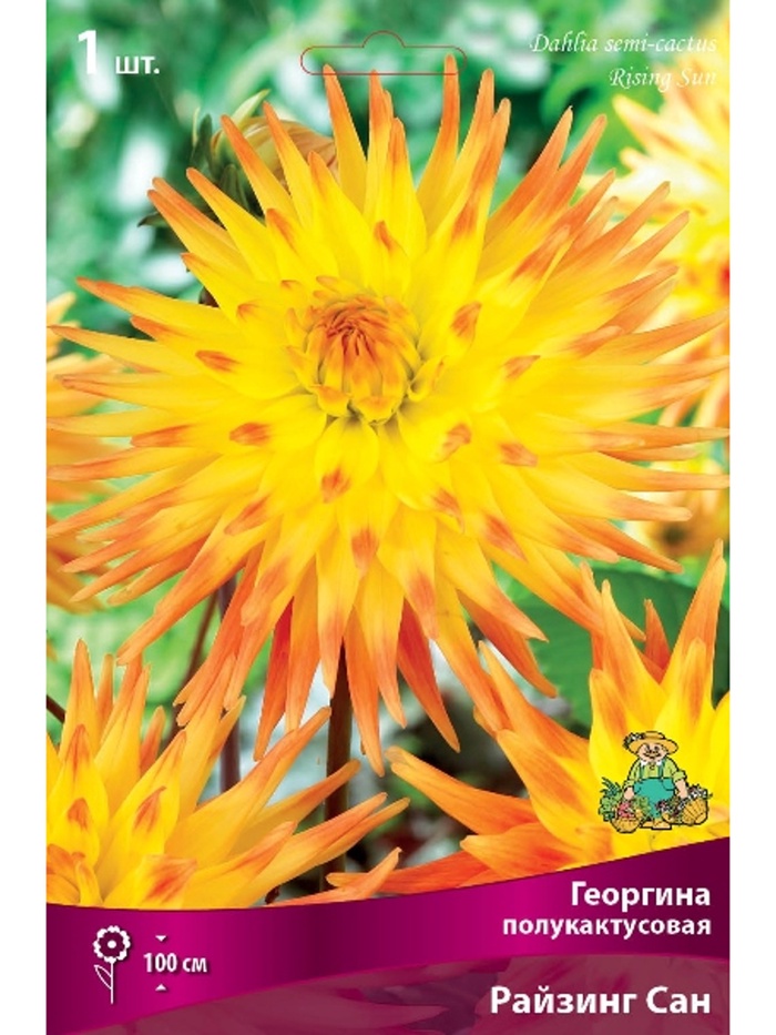 Георгина полукактусовая Райзинг Сан Разбор I, 1 шт.