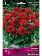 Георгина полукактусовая Ред Пигми Разбор I, 1 шт.  (артикул 10996001)  большой выбор товаров оптом и в розницу по низким ценам с доставкой