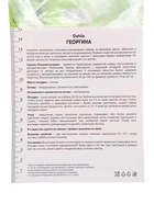 Георгина полукактусовая Ред Пигми Разбор I, 1 шт., Весна 2026, - Фото 4
