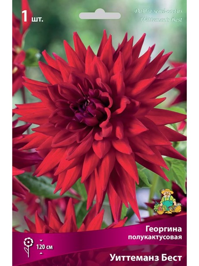 Георгина полукактусовая Уиттеманз Бест Разбор I, 1 шт., Весна 2026,