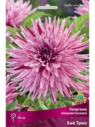 Георгина полукактусовая Хай Трио Разбор I, 1 шт.  (артикул 10996003)  большой выбор товаров оптом и в розницу по низким ценам с доставкой